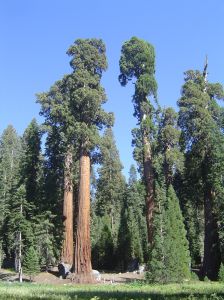 Giant Sequoia trees reach three hundred feet tall in California USA.