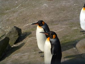 Penguins of Antartica 